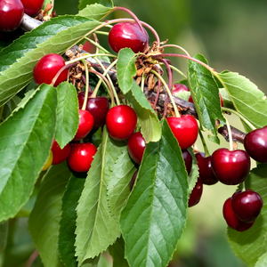 Cerises Bigarreau Sunburst mûres sur un arbre dans un verger ensoleillé