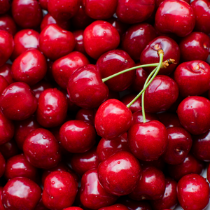 Récolte généreuse de savoureuses cerises Bigarreau Sunburst fraîches