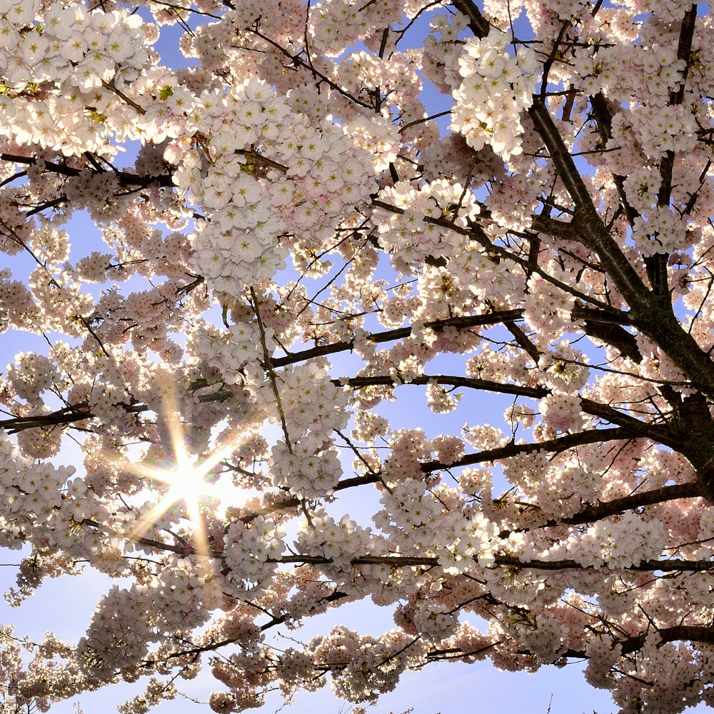 Cerisier Bigarreau Sunburst en fleur au printemps