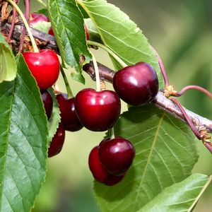 Cerises Bigarreau Sweetheart mûres sur un arbre dans un verger ensoleillé