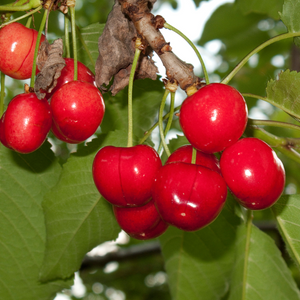 Cerises Bigarreau Van bien mûres sur un arbre dans un verger baigné de soleil