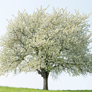 Cerisier Bigarreau Van en pleine floraison au printemps