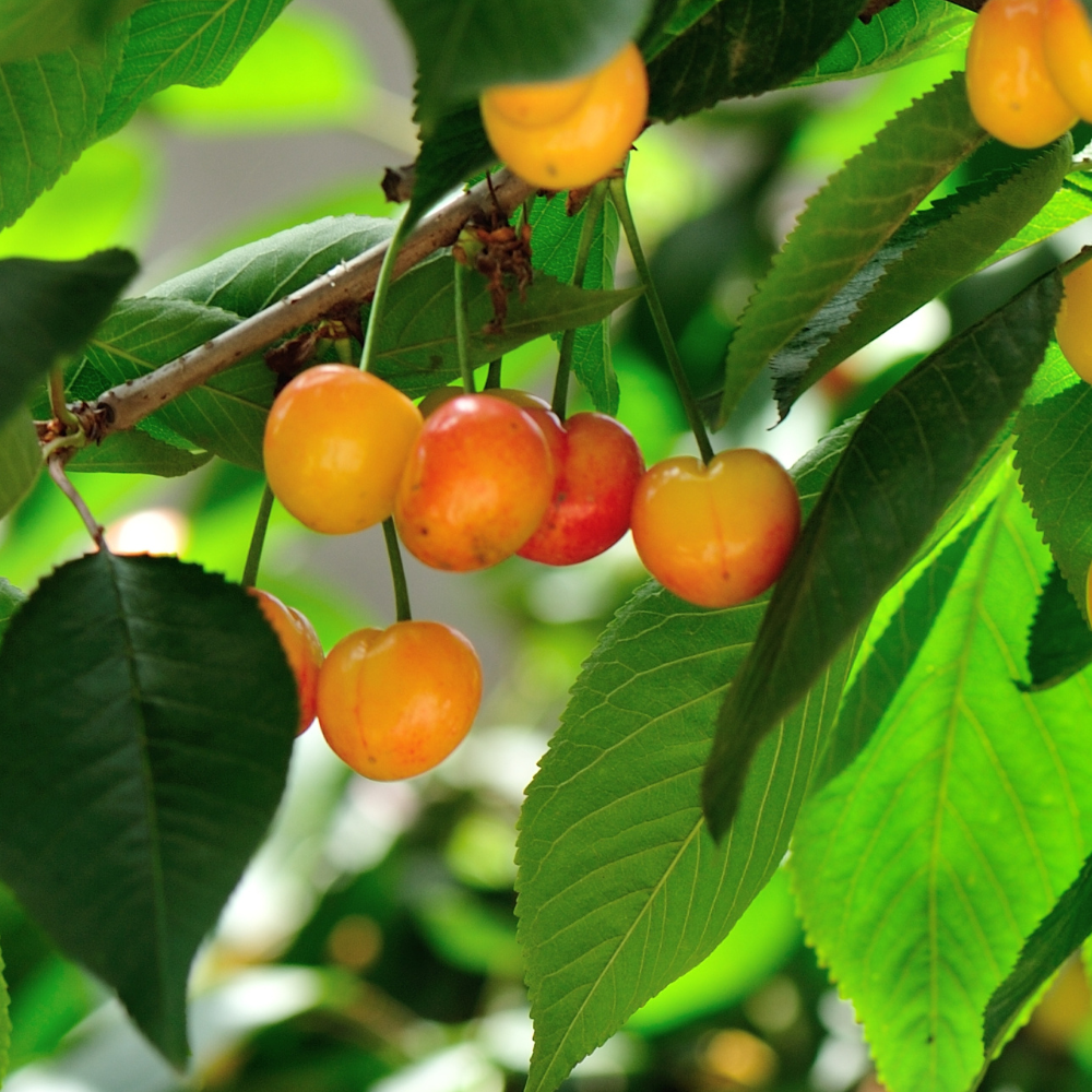 Cerises Cœur de Pigeon mûres sur un arbre dans un verger ensoleillé