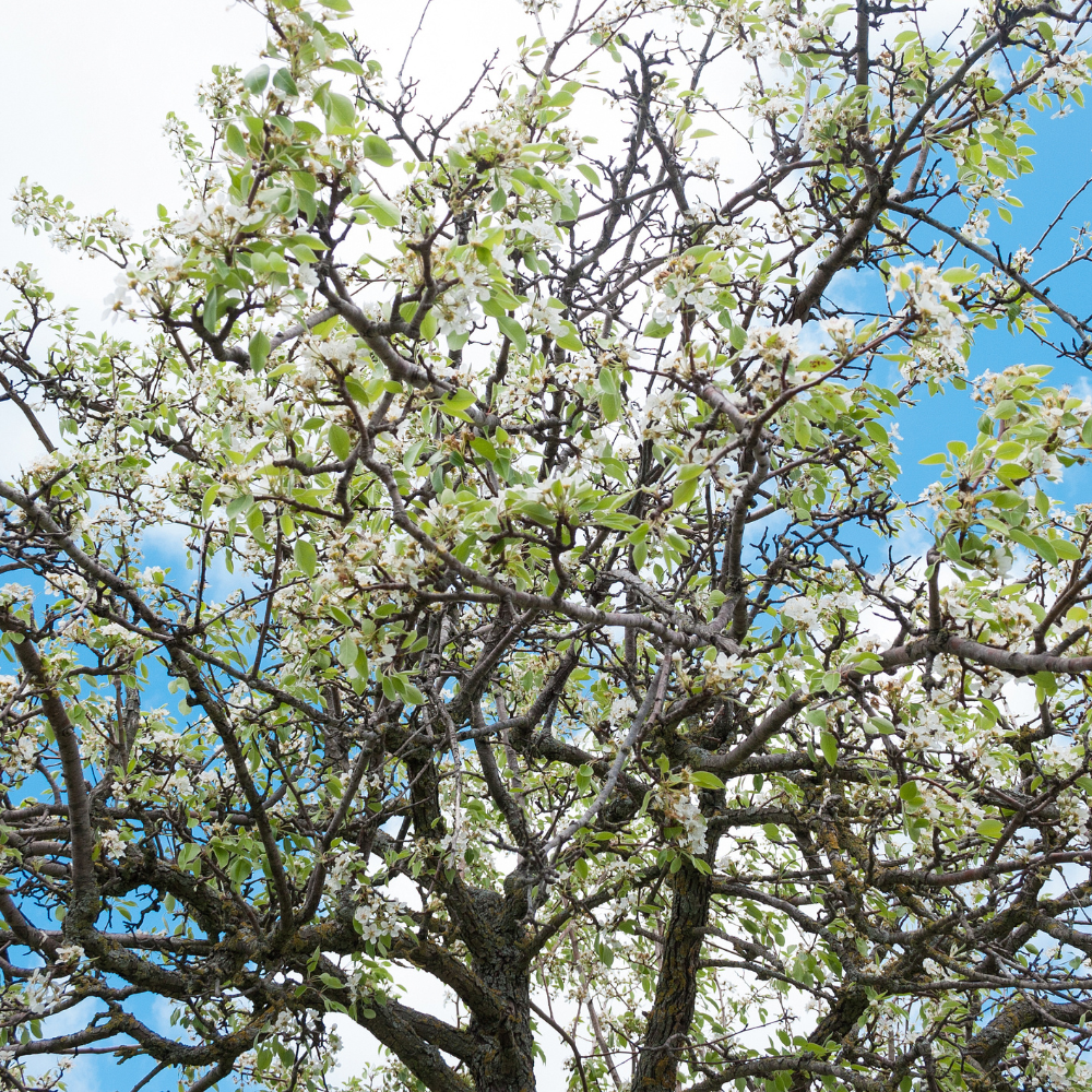 Cerisier Cœur de Pigeon en pleine floraison au printemps