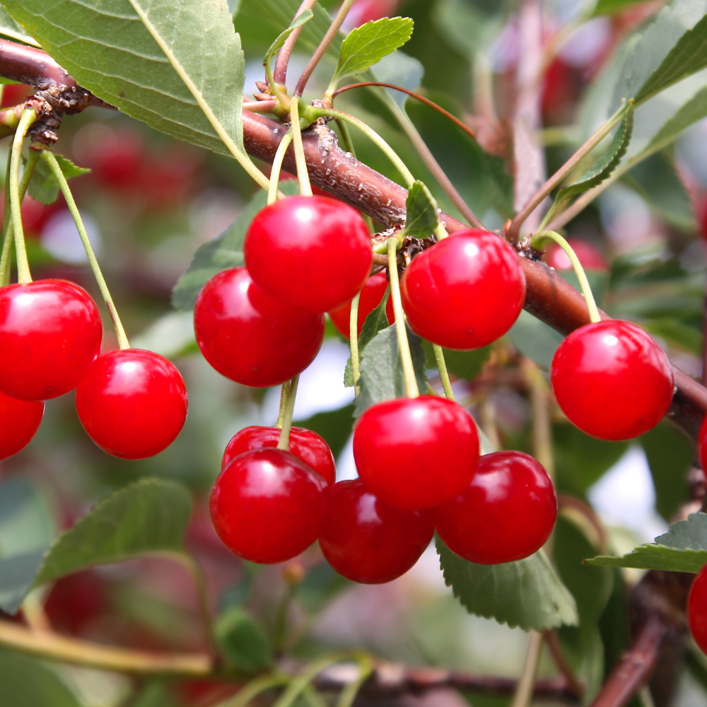 Cerises Griotte de Montmorency mûres accrochées à un arbre dans un verger ensoleillé