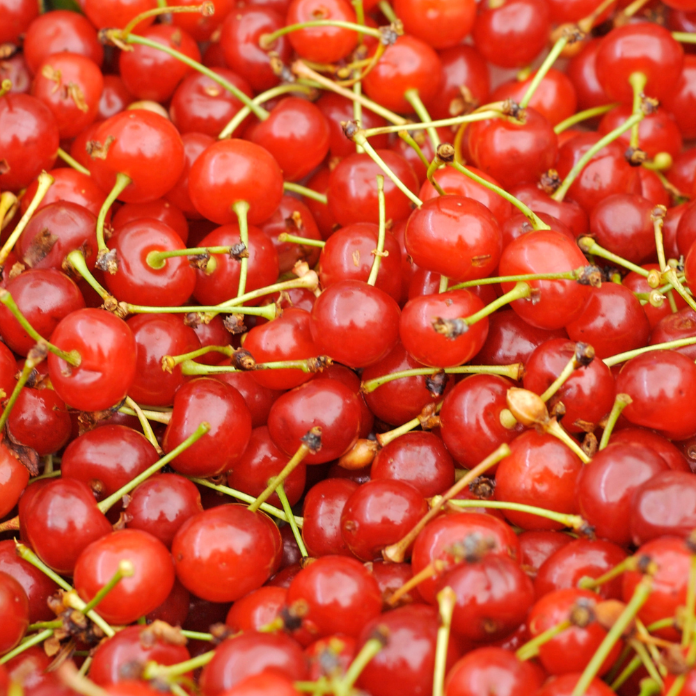 Récolte abondante de délicieuses cerises Griotte de Montmorency bien fraîches