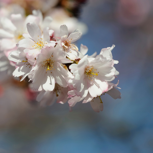 Cerisier Griotte de Montmorency en pleine floraison éclatante au printemps