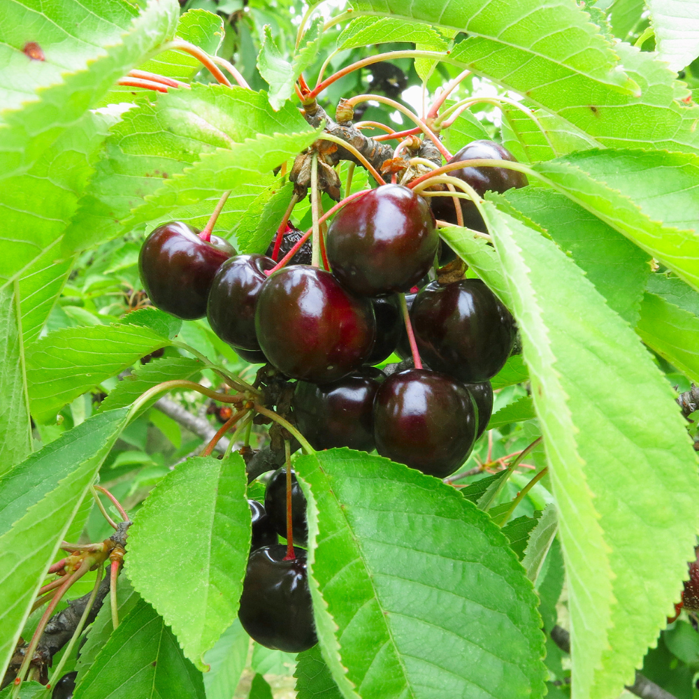 Cerises Kordia mûres sur un arbre dans un verger ensoleillé