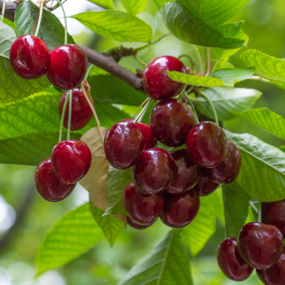 Cerises Lapins mûres sur un arbre dans un verger ensoleillé