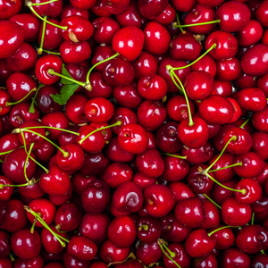 Récolte généreuse de savoureuses cerises Lapins fraîches