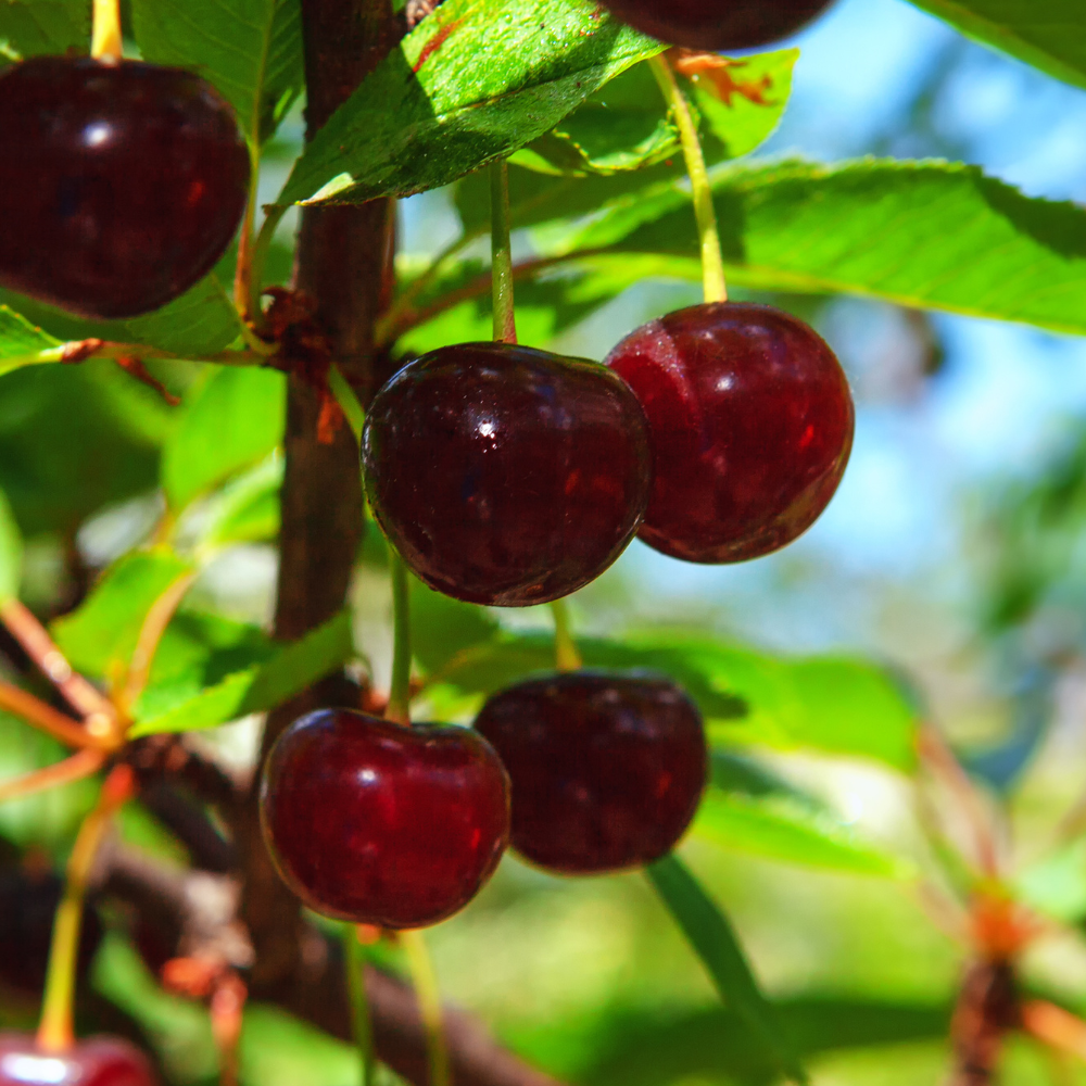 Cerises Reverchon bien mûres sur un arbre dans un verger ensoleillé