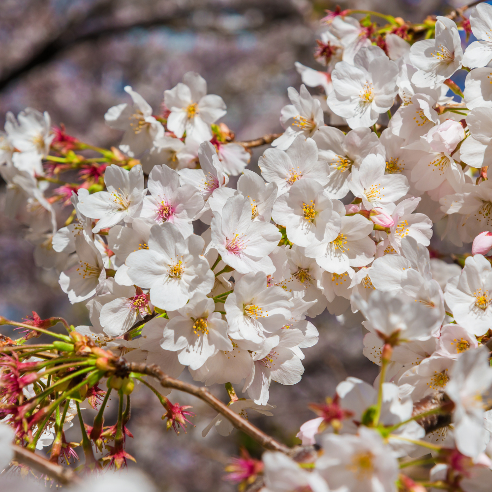 Cerisier Reverchon en fleur au printemps