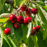 Cerises Stella bien mûres sur un arbre dans un verger baigné de soleil