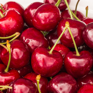 Récolte généreuse de savoureuses cerises Stella fraîchement cueillies