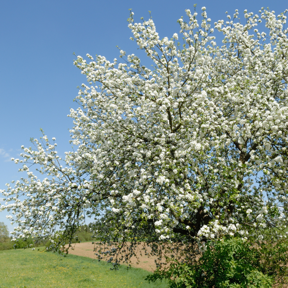 Cerisier Stella en pleine floraison éclatante au printemps