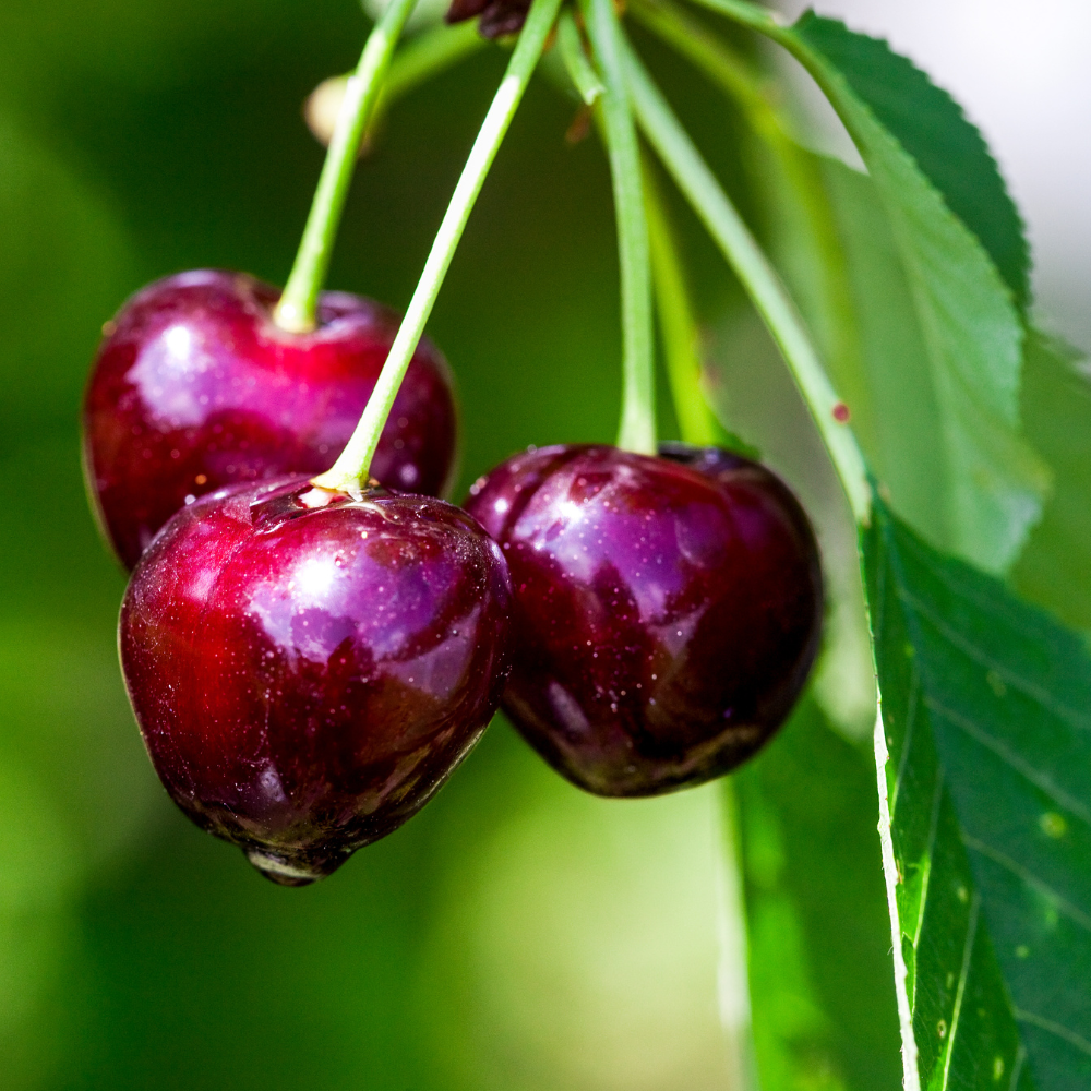 Cerises Bigarreau Burlat mûres sur un arbre dans un verger ensoleillé