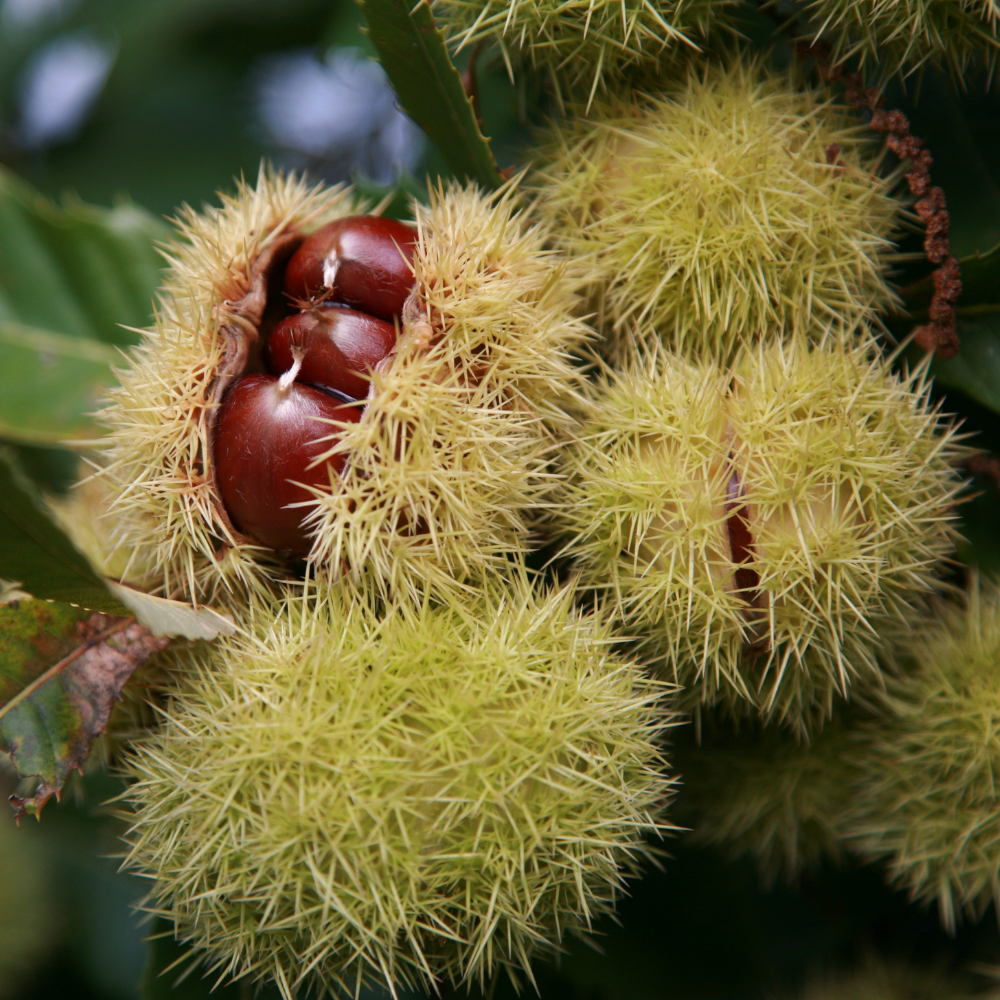 Châtaignes Bouche de Bétizac bien mûres, à la coque brillante et lisse, prêtes à être récoltées dans un verger ensoleillé à l'automne.
