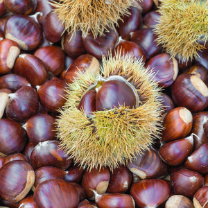 Récolte abondante de châtaignes Bouche de Bétizac, idéales pour des desserts, plats d'automne ou à griller directement.
