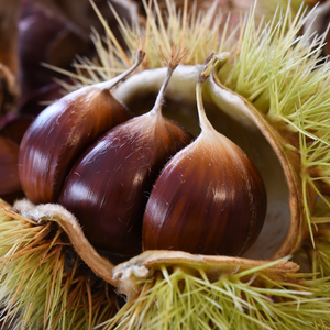 Châtaignes grosses et savoureuses, parfaites pour des récoltes productives et gourmandes.
