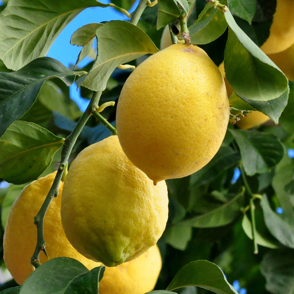 Citrons du citronnier 4 saisons bien mûrs.
