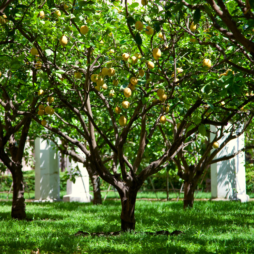 Citronnier 4 saisons planté dans un sol fertile, produisant continuellement des citrons jaunes vifs.