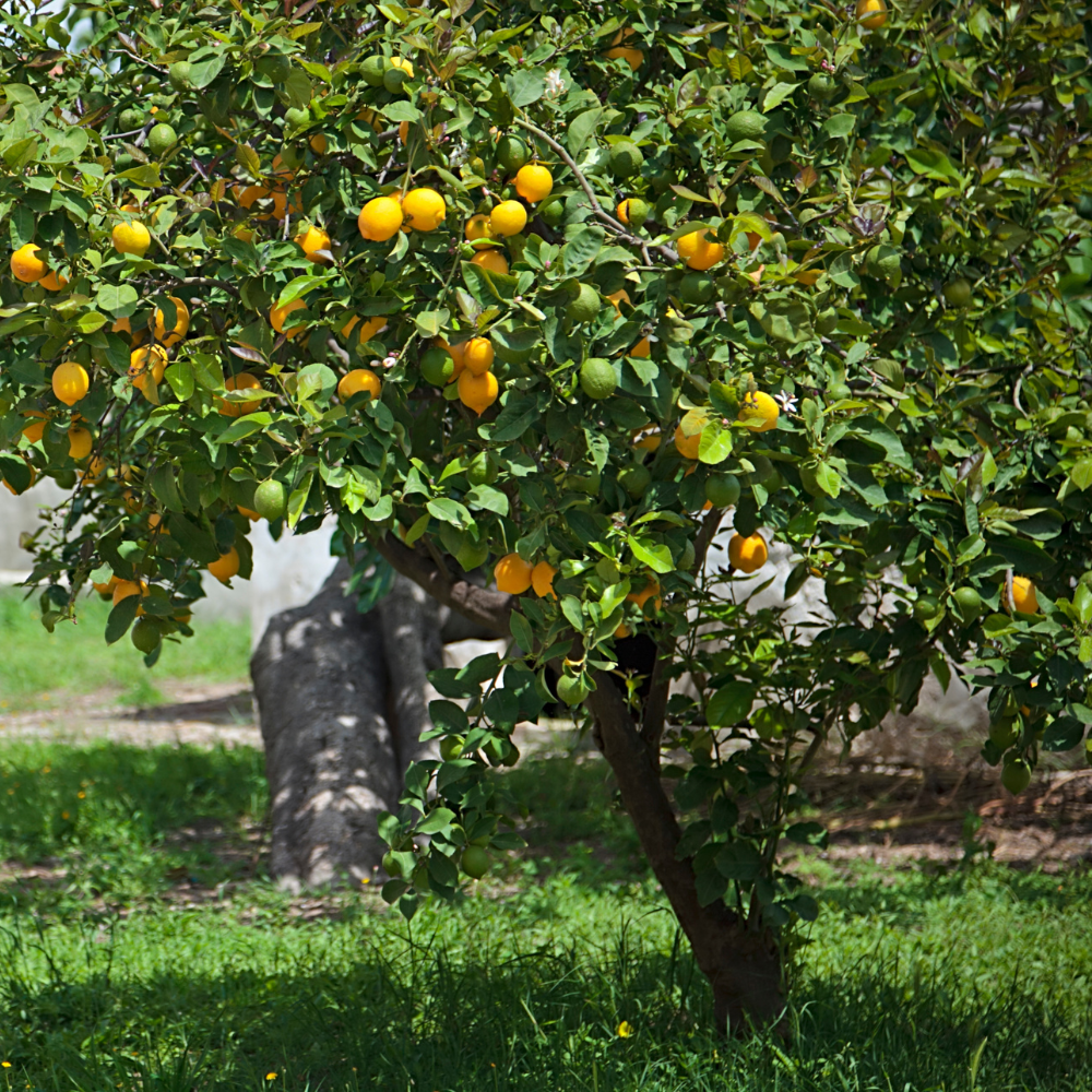 Citronnier 4 saisons planté dans un sol fertile, produisant continuellement des citrons jaunes juteux.