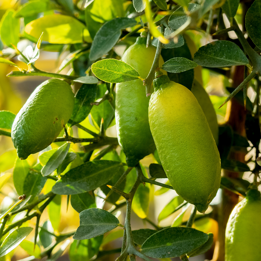 Fruits de citronnier caviar mûrs accrochés à un arbuste dans un jardin ensoleillé