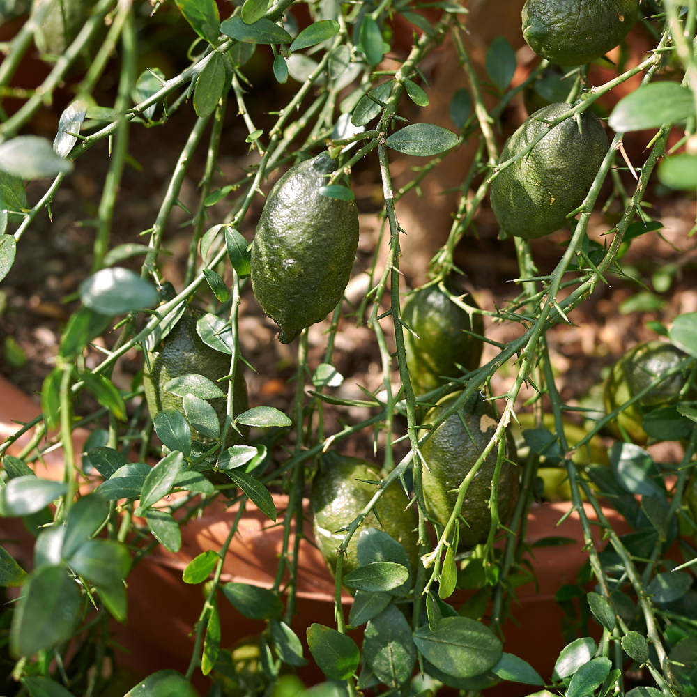 Étonnant citronnier caviar dans un jardin méditerranéen verdoyant