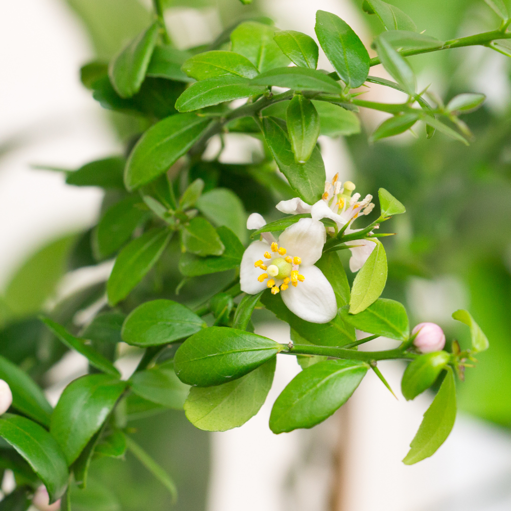 Citronnier caviar en pleine floraison printanière, promettant une récolte exotique