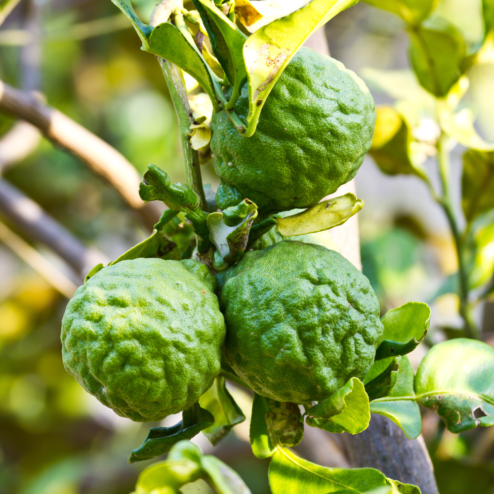 Fruits de combava mûrs sur un citronnier dans un jardin ensoleillé