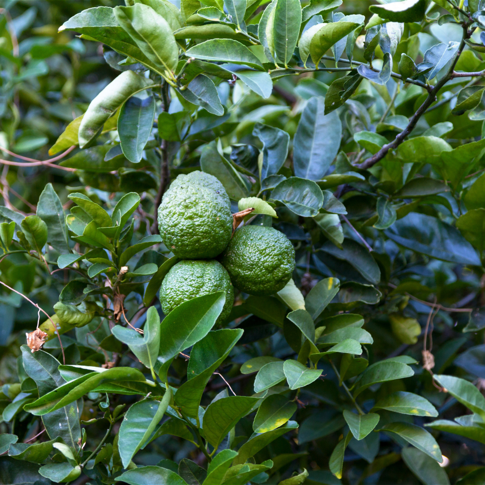 Magnifique citronnier combava dans un jardin tropical verdoyant