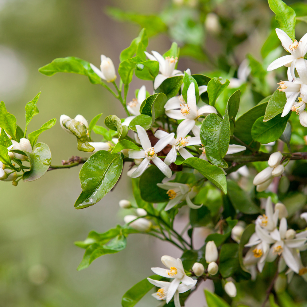 Citronnier combava en pleine floraison, promettant une récolte parfumée