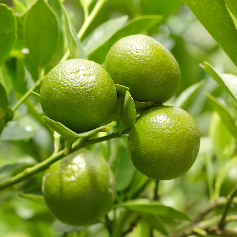 Citrons verts, ou limes, bien mûrs sur un citronnier dans un jardin ensoleillé.