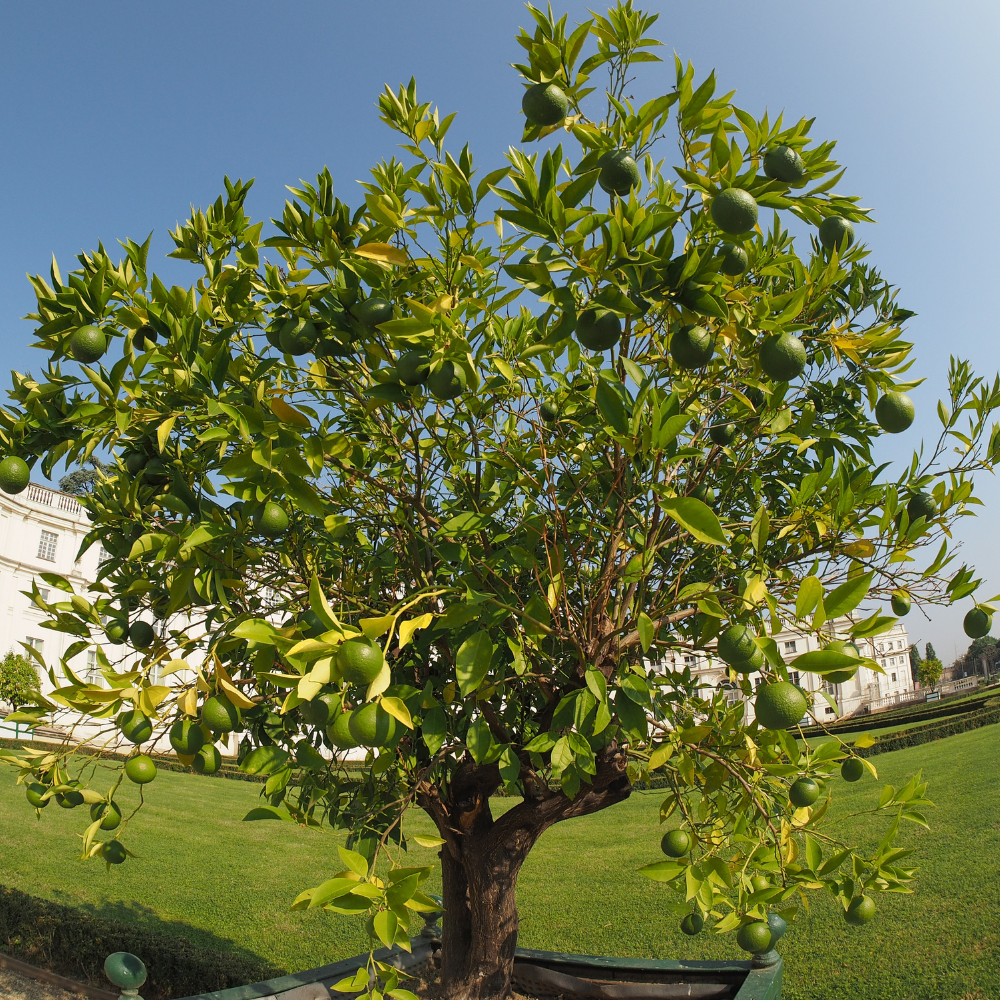 Citronnier Lime planté dans un sol fertile, produisant une abondance de fruits juteux et acidulés.