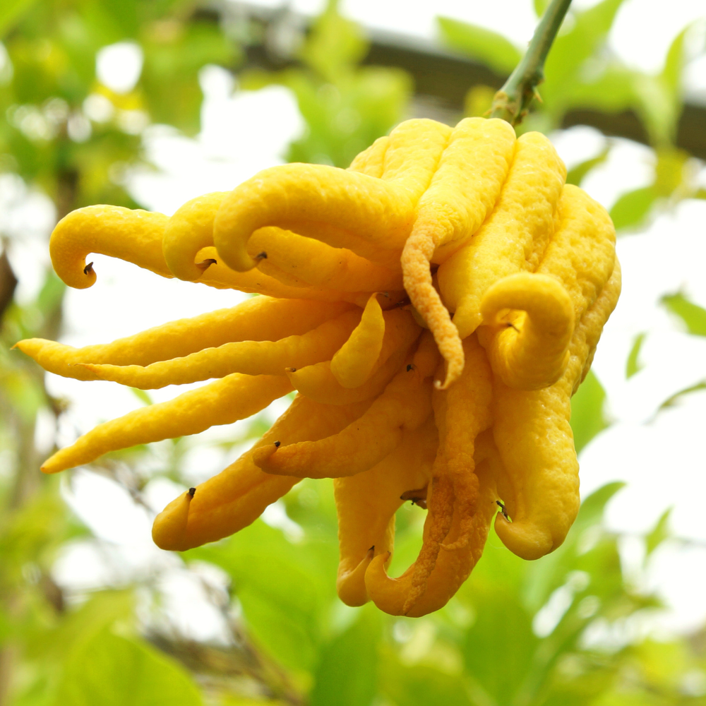 Citrons Main de Bouddha, reconnaissables à leur forme segmentée, mûrs sur un arbre dans un jardin ensoleillé.