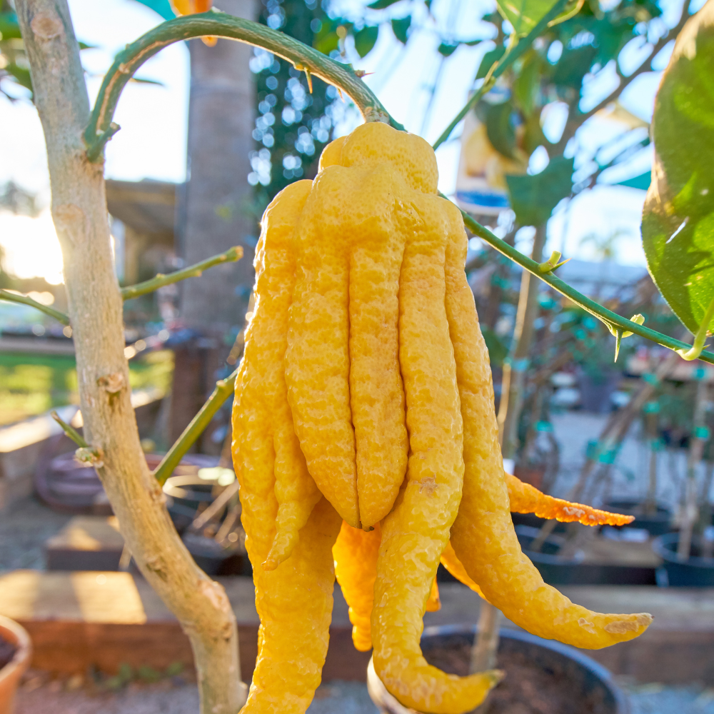 Citronnier Main de Bouddha planté dans un pot à la terre fertile, produisant des fruits uniques et très parfumés.