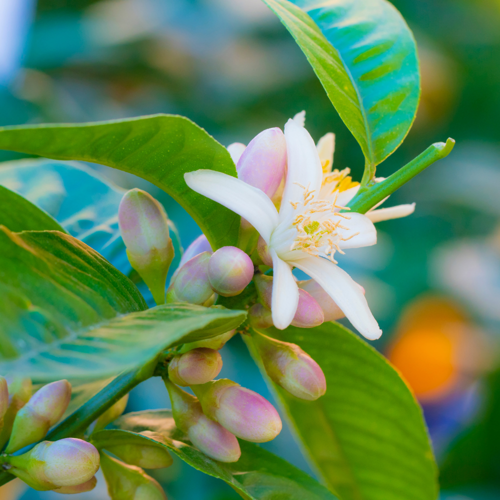 Citronnier Main de Bouddha en pleine floraison, avec des fleurs délicates précédant la formation des fruits.