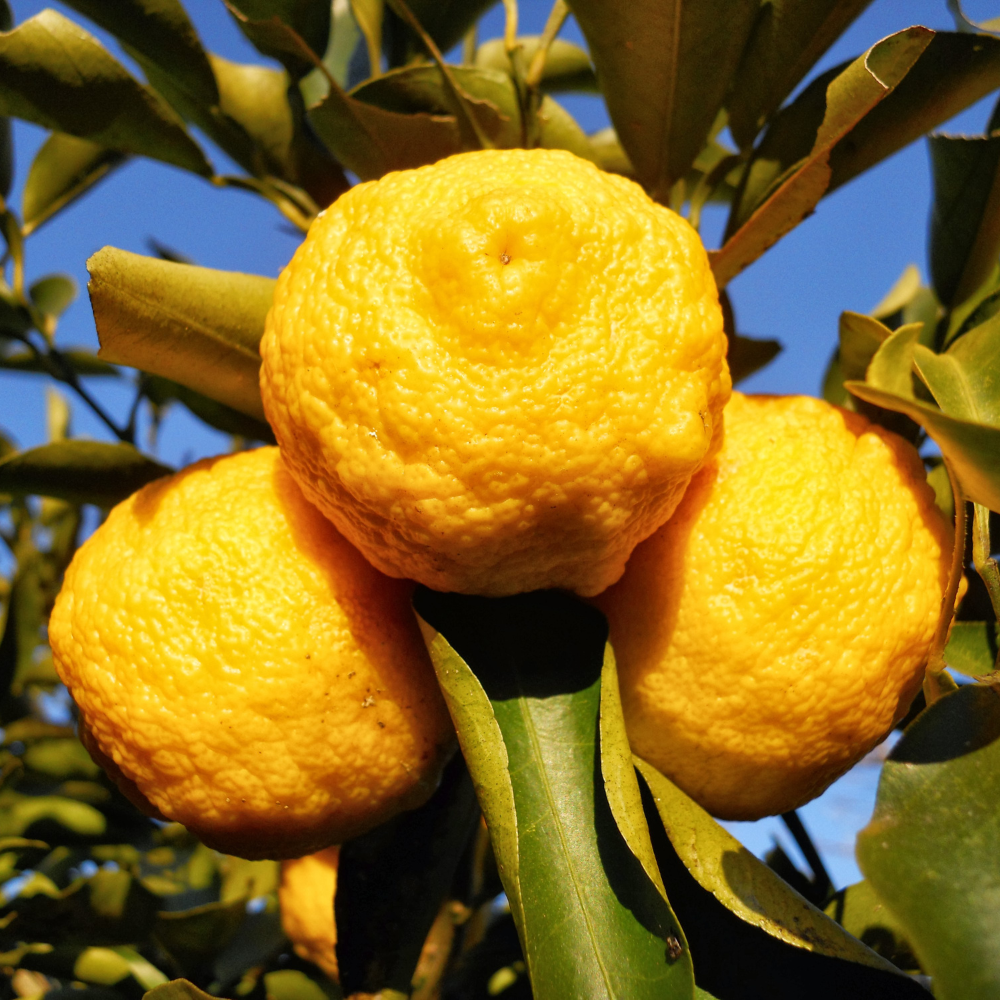 Citrons Yuzu bien mûrs sur un arbre dans un jardin ensoleillé, célèbres pour leur parfum unique.