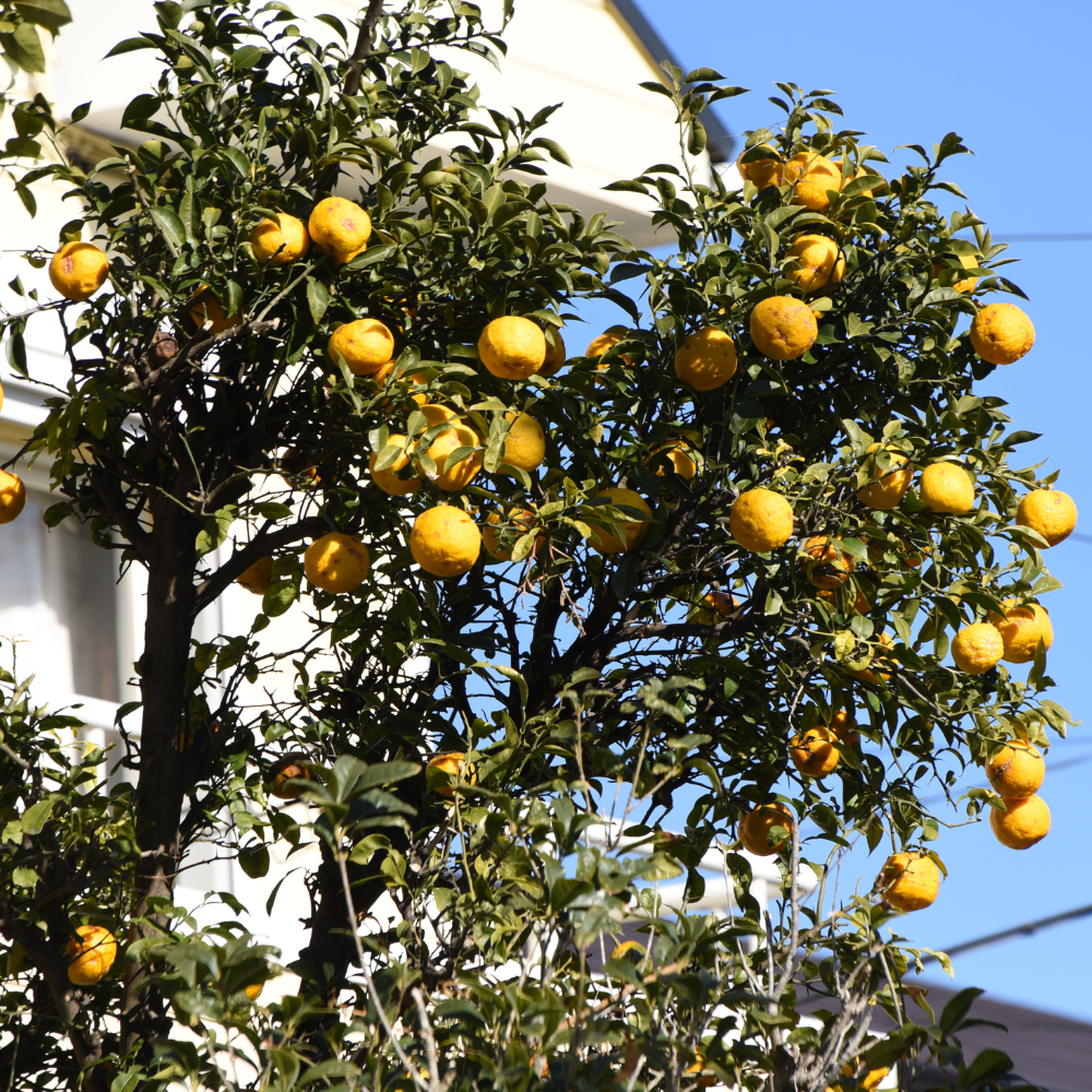 Citronnier Yuzu planté dans un sol fertile, produisant une abondance de fruits aux arômes distinctifs.