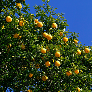 Citronnier Yuzu planté dans un sol fertile, produisant une abondance de fruits aux arômes distinctifs.
