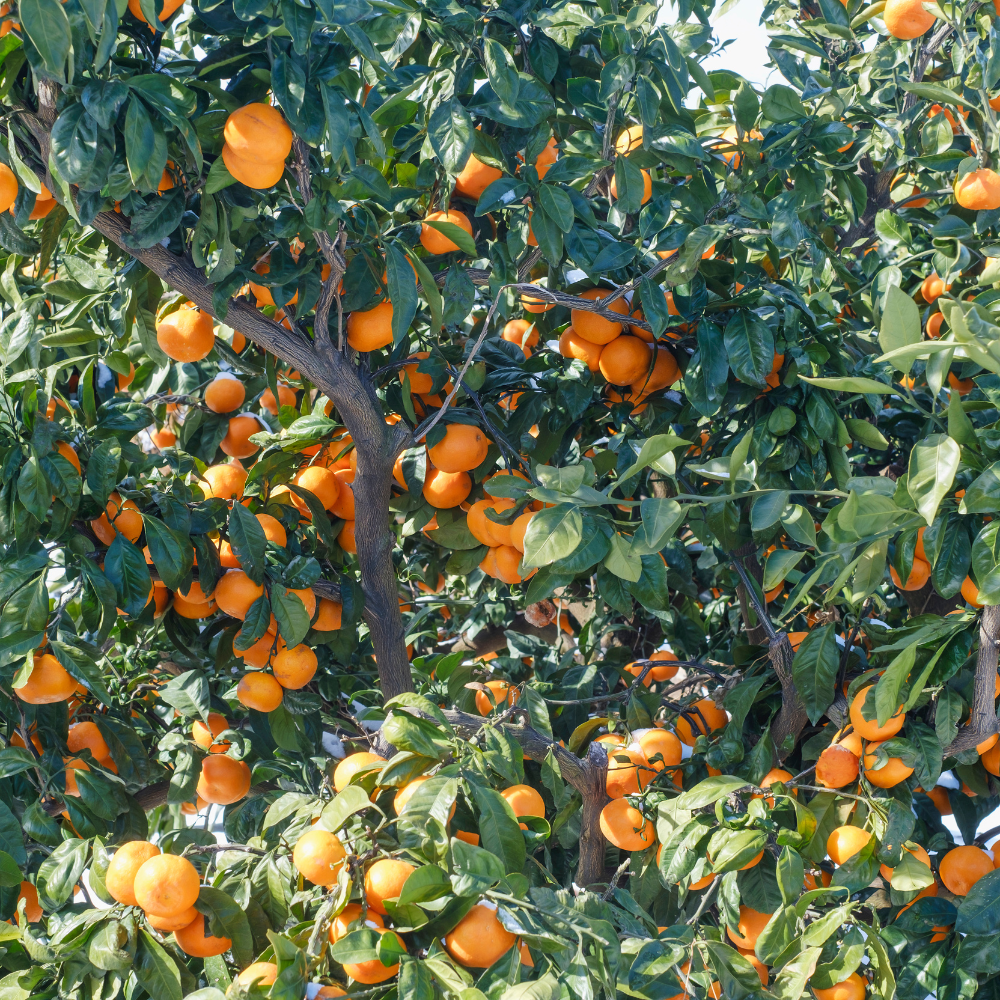 Clémentinier planté dans un sol fertile, produisant une abondance de fruits sucrés et savoureux.