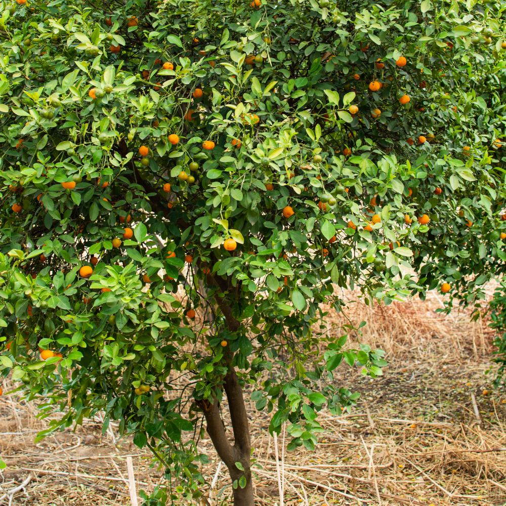 Clémentinier planté dans un sol fertile, produisant une abondance de fruits sucrés et savoureux.