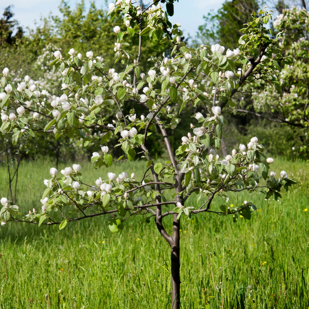 Cognassier Cydonia Oblonga en pleine floraison printanière