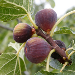 Figues Brown Turkey mûres sur un figuier dans un verger ensoleillé