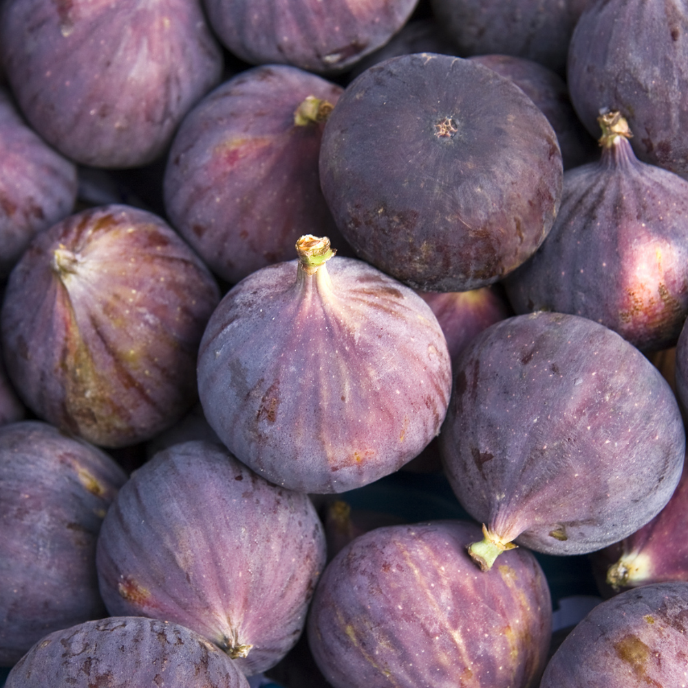 Récolte généreuse de délicieuses figues Brown Turkey bien fraîches