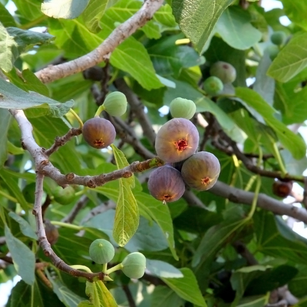 Figues Brown Turkey sur un figuier dans un verger ensoleillé