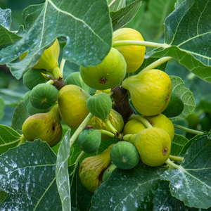 Figues De Marseille mûres sur un figuier dans un verger ensoleillé