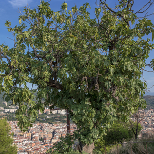 Majestueux figuier De Marseille dans un jardin méditerranéen luxuriant