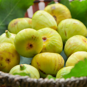 Récolte abondante de délicieuses figues De Marseille fraîchement cueillies