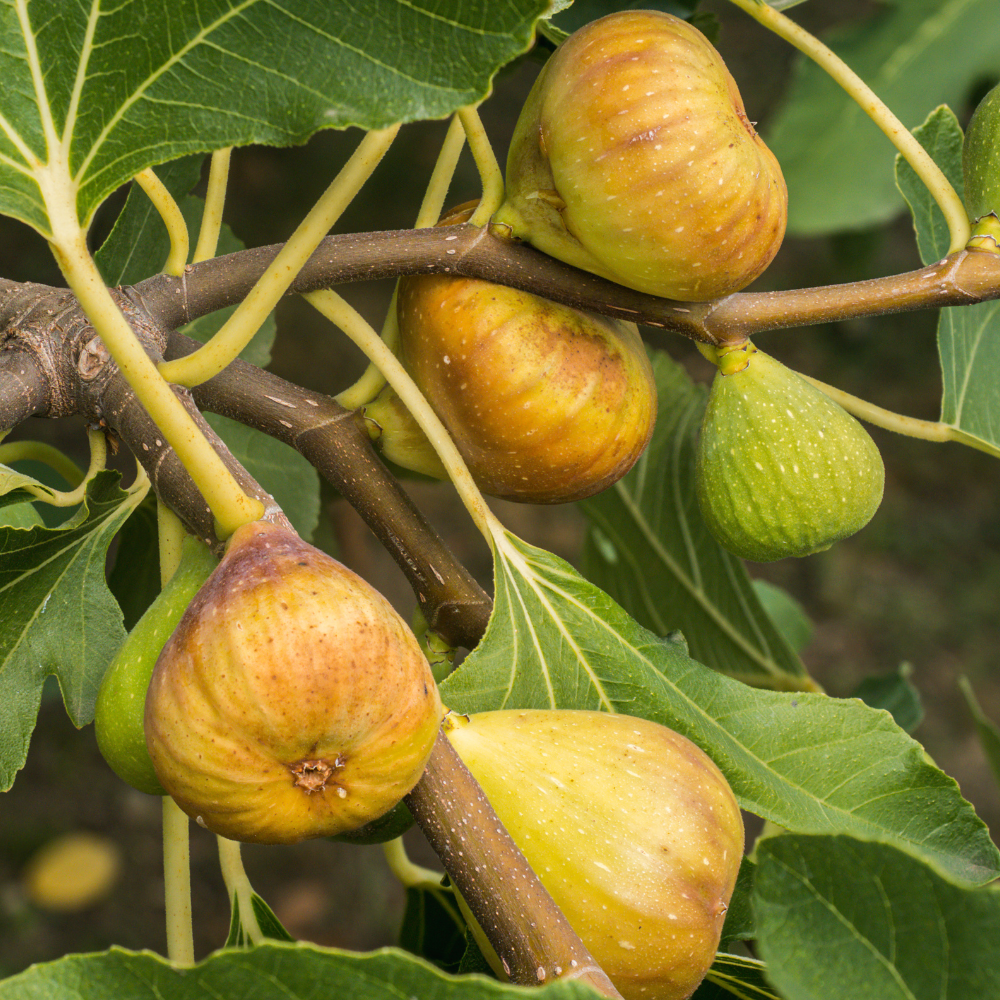 Figues Goutte d'Or bien mûres sur un figuier dans un verger ensoleillé